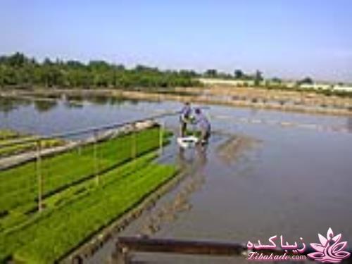 كافه گفت وگو ...